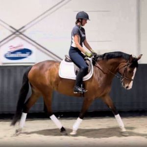Stunning 6YO Sporthorse Mare by Capatino
