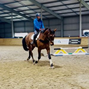 STUNNING 17’3hh WB by Remi Lion King
