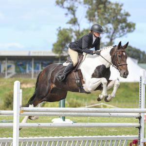 Horse for sale: Stunning Show Hunter Hack