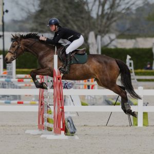 SSH Cognac - Purpose bred Show Jumper