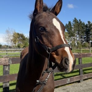 Horse for sale: Candyman GNZ x Cassiano Colt