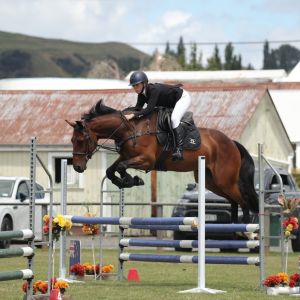 Exciting Young Warmblood