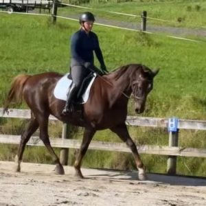 Horse for sale: Hanoverian Schoolmaster