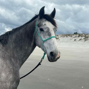 Horse for sale: Stunning young sport horse