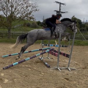 Stunning young sport horse