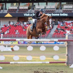 Horse for sale: Young Rider Showjumping Horse | Prolific Winner inc. National & State Titles