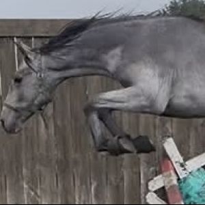 Exceptional Show Jumping prospect