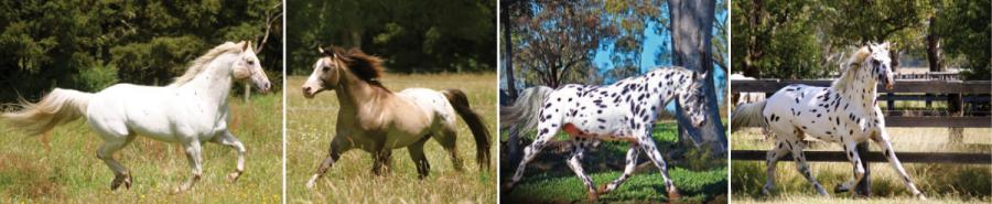 Sparkling Acres Sportaloosas