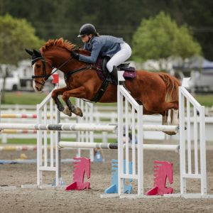 Competitive Showjumping Pony