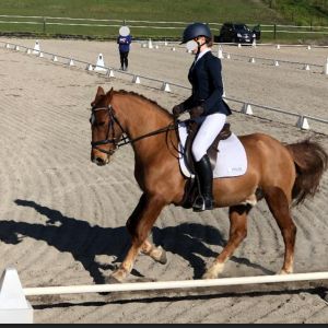 Excellent Allrounder Pony