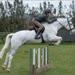 Ultimate competition + hunting pony