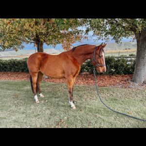 Well breed project pony