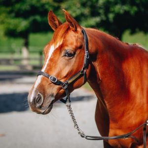 Horse for sale: EXCEPTIONAL TOP LEVEL PONY 