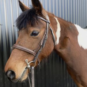 Cute Factor Plus- Hikurangi Belle