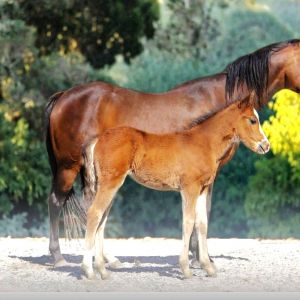 Still Waters River of Stars 