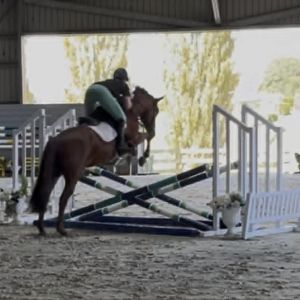 Super genuine all rounder pony