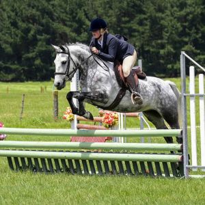 Horse for sale: Quality 14hh Pony – Serious Star in the Making