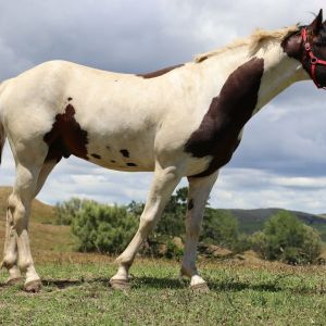 One out of the box,homozygous colt. 