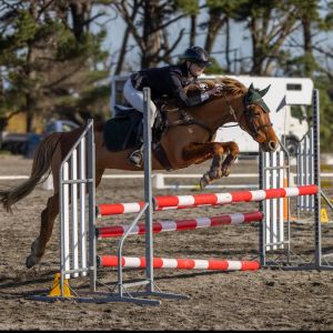 Super 14hh chestnut mare
