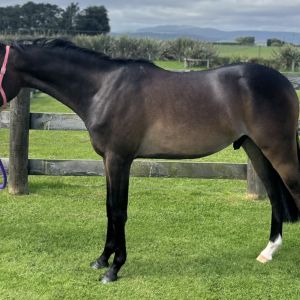 Youngstock Pony Project