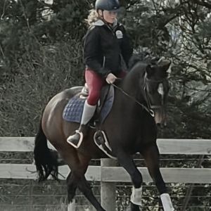 Arguably the safest most competitive pony on the planet!