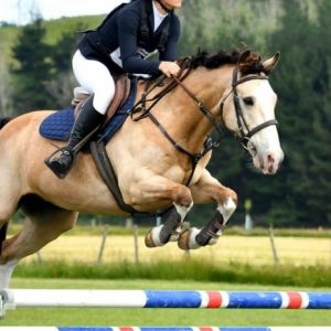 Competitive full sized pony