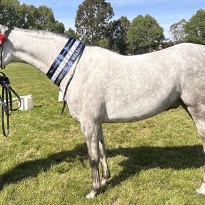 Ultimate child’s pony