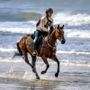 Registered AQH 8yo 14.2hh – Versatile Adventure & Event Pony