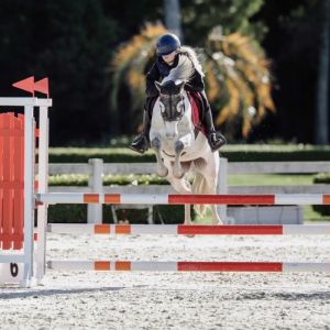 Stunning super sweet Connemara x Arab 