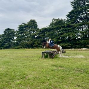 Proven Cat A Showhunter Pony