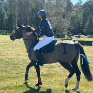 Talented alround pony 