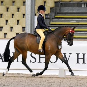 Versatile Dressage/Show Pony