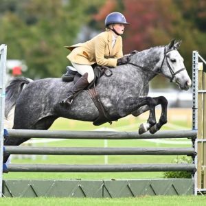 Ultimate Cat c show hunter/show jumping pony 