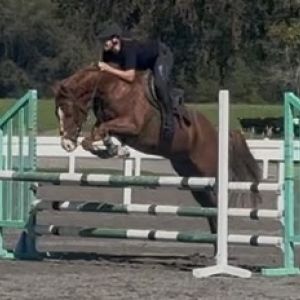 Full Sized Sport Pony 