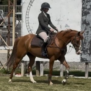 Full Sized Sport Pony 
