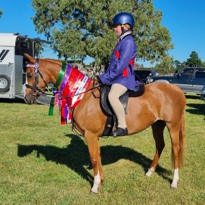 13.1 Welsh x English Riding Pony