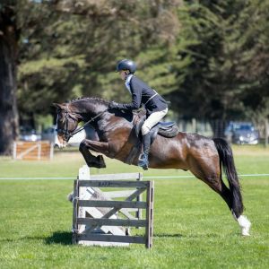 A riders dream pony