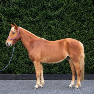 Fonzy - Dream kids pony