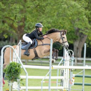 Southridge Afterglow 14hh Gelding Welsh x
