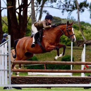 Stunning Performance Pony with potential