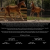 Horse image