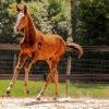 Horse image