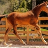 Horse image