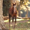 Horse image