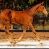 Horse image