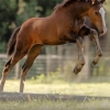 Horse image