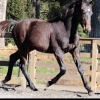 Horse image