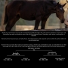 Horse image