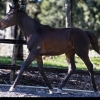 Horse image