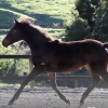 Horse image